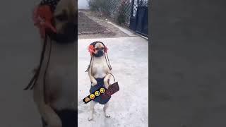 सुंदर लड़की // #funny #explore comedy videodank meme