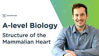 Structure of the Mammalian Heart | A-level Biology | OCR, AQA, Edexcel