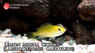 Lemon Mbuna Cichlid. The Electric Yellow cichlid that will cheer you up! (Leopard Aquatic I016A)