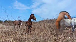 The Season On The Farm Is Mixed With e Breeds Of Quarter Horses