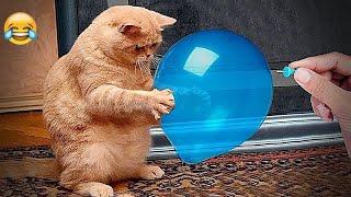  Funniest Dogs and Cats  Funniest Animals 2024 #3