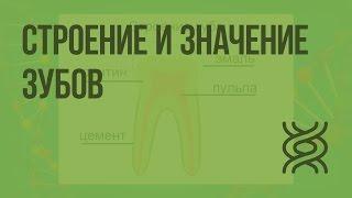 Строение и значение зубов. Видеоурок по биологии 8 класс