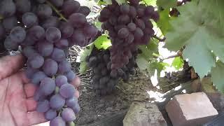 Сорт винограду "Чарли" - сезон 2022 # Grape variety "Charly" - season 2022