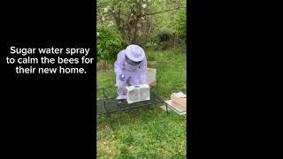 Installing mail ordered package bees in the new Bee hive. Honey bees.