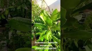 Экзотические растения в Динском питомнике FORESTKUBAN.RU Подробнее: https://taplink.cc/forestkuban