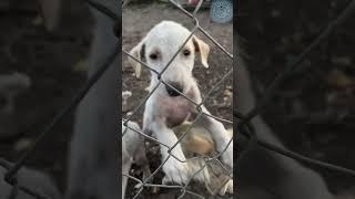 We are looking to rescue these poor little dogs. Keep up the good work! #cat #lovedog #dogrescue