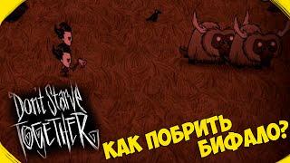 Don`t Starve Together #1 [Как Побрить Бифало?]