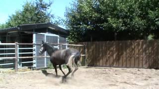 Fearful horse fighting his fear