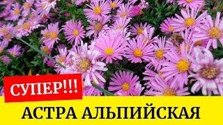 Астра альпийская!!! Как лучше посеять??? Выращиваем из семян