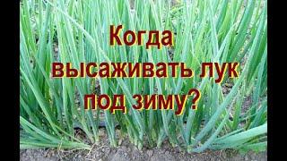 Когда высаживать лук под зиму? Названы оптимальные сроки и подходящие сорта!