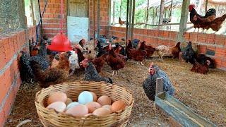 Gathering eggs, feeding the birds and giving some basic management tips