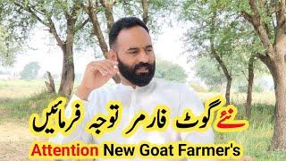 Attention new goat farmers | goat farming