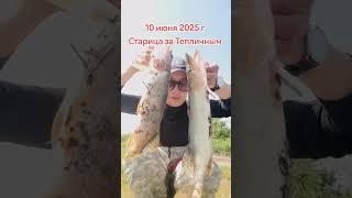 Рыбалка на щуку  #рыбалка #bassfishing #рыбалканафидер #fishing #весенняяохота #рыба #sportfishing