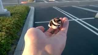 Rescued baby bird returned to parents.