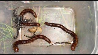 Giant Millipedes vs. Centipedes: The Ultimate Showdown