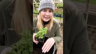 Planting Anemones and Ranunculus in Containers