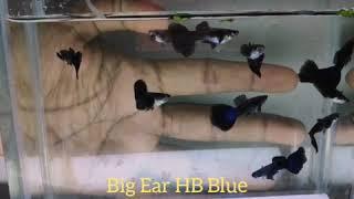 HB Blue from Mr. Gunaseelan