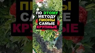 По этому методу пионы самые крупные #секреты #цветы #сад # огород #дача #желание #еда #пионы