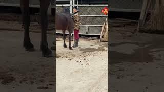 Mare revolutionizing young foals future stallions  Horses and mares Andalusian horses #Shorts 270