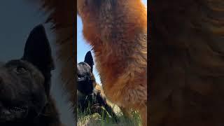 Dog Videos Fail