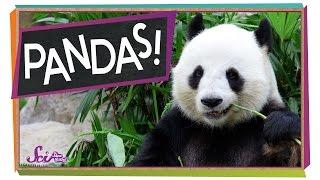 The Problem With Pandas | Animal Science for Kids