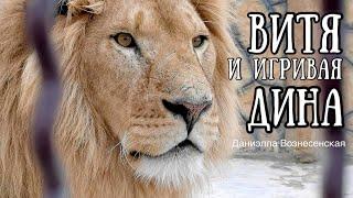 ВИТЯ и ДИНА во всей красе.Львы. Life of #lions​ #animals