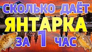 Русская Рыбалка 4  - РР4 | КАРП – СКОЛЬКО ЯНТАРКА ДАЁТ СЕРЕБРА ЗА 1 ЧАС | оз. Янтарное