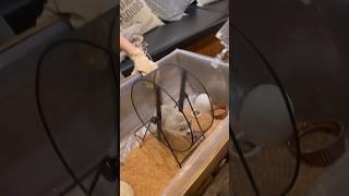 Hedgehog cafe in Tokyo #animalcafe