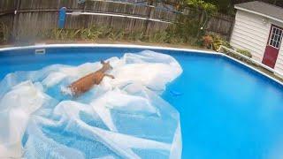 Deer Relaxes in Pool Until Police Chase It Away