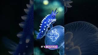 The Blue Dragon: Tiny, Deadly, and Real