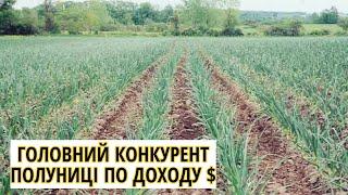 8000 З СОТКИ НА ЧАСНИКУ-ЦЕ РЕАЛЬНІСТЬ,А НЕ МІФ/Часник як БІЗНЕС на ПОЛІССІ