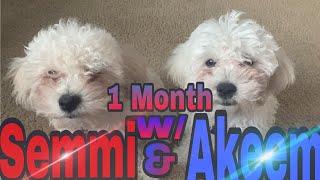 Marrio Patrick | 1 Month with Akeem & Semmi