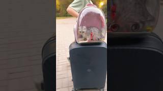 Funny cat Milaon top of a suitcase Reverse video cat episode 86 #shorts #cat #funnycats