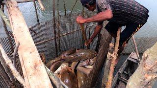 Fishing Exciting, They catch fish very easily using only bamboo traps