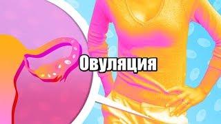 Овуляция, день цикла овуляции, дни после овуляции