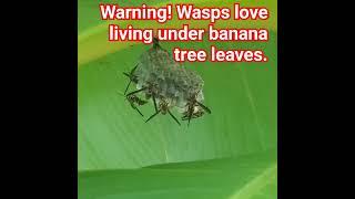 Watch out under your banana tree leaves for those wonderful pest killing wasps! I leave them be.