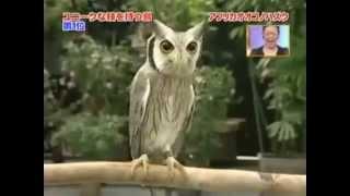 Transformer Owl