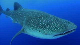 Swimming With Whale Sharks In Cancun, Mexico