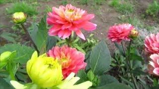 Dahlias are undersized - patios, they are not affected by pests and diseases