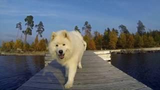 Питомник самоедов Ристикент / The Ristikent Samoyed nursery