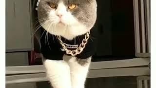 Котище в законище!