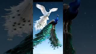 Beautiful white peacock #ai #short#cartoonytshorts #story