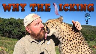 Why Do Cheetahs & Cats Groom So Much? | The Answer Is A Natural Survival Instinct With Many Reasons