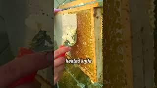 How Raw Honey Is Harvested Without Hurting The Hiv