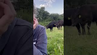 dancing cow #cow#funny#dancing#baby#laugh#animals