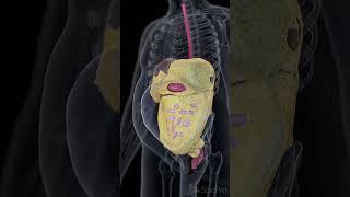  Understanding Visceral Fat: More Than Just a Number on the Scale 