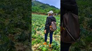 Fresh Cabbage Here #youtubeshorts #travel #farmer #farming #igorotak #youtuber