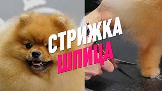 СТРИЖКА ШПИЦА / Эпизод МАСТЕР-КЛАССА / GROOM SCHOOL