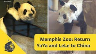 Giant pandas YaYa and LeLe continue to suffer at the Memphis Zoo: Send them Back to China