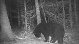 2022 Bear Trapping Video #1